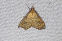 Anania verbascalis
