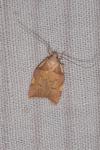 Carcina quercana