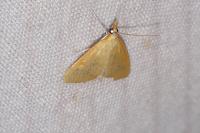Mecyna flavalis