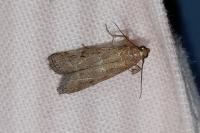 Ephestia