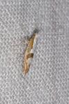 Argyresthia pruniella