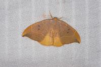 Watsonalla binaria
