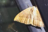 Watsonalla cultraria