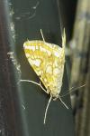 Elophila nymphaeata
