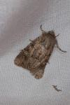 Luperina testacea