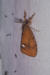 Orgyia antiqua