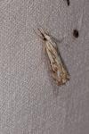 Catoptria falsella