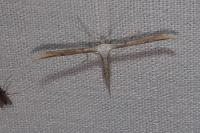 Emmelina monodactyla