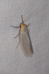 Eilema caniola