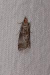 Acrobasis advenella