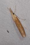 Agriphila tristella