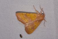 Atethmia centrago