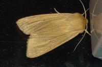 Mythimna pallens