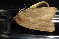 Noctua fimbriata