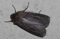 Amphipyra livida