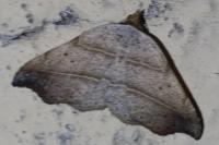 Laspeyria flexula