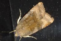 Noctua janthe