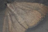 Aplocera efformata