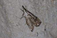 Catoptria falsella
