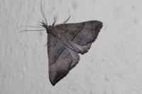 Hypena proboscidalis