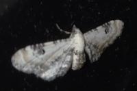 Eupithecia centaureata