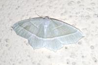 Campaea margaritaria