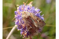Cerapteryx graminis