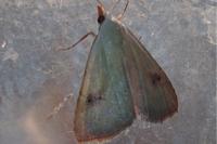 Rivula sericealis