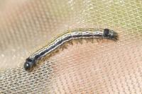 Malacosoma neustria