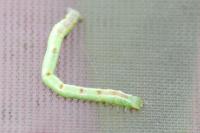 Cabera pusaria