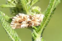 Eremobia ochroleuca