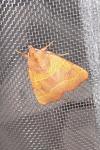 Atethmia centrago