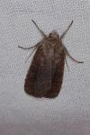 Xestia xanthographa