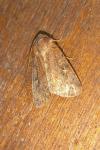 Xestia xanthographa