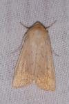 Mythimna vitellina