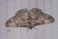 Peribatodes rhomboidaria rhomboidaria