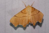 Ennomos erosaria