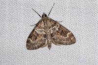 Thera variata/britannica