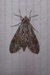 Agrius convolvuli