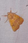 Atethmia centrago
