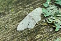 Idaea seriata