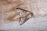 Abrostola triplasia