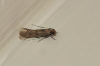 Tinea pellionella