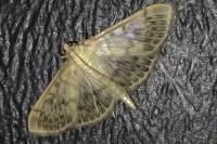 Patania ruralis
