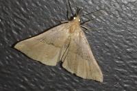 Hypena proboscidalis