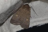 Xestia xanthographa
