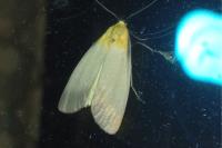 Lithosia quadra