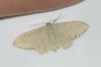 Idaea straminata