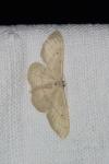 Idaea straminata