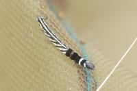 Helcystogramma